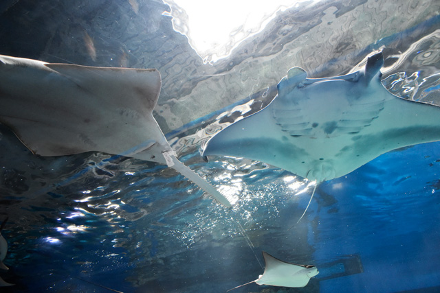 ノコギリエイとナンヨウマンタ/マクセル アクアパーク品川