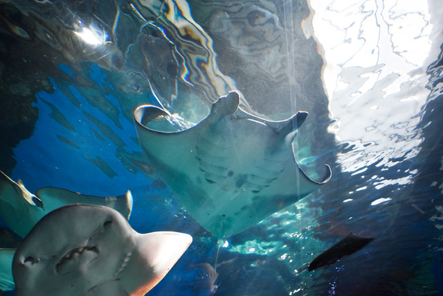 シノノメサカタザメとナンヨウマンタ/マクセル アクアパーク品川