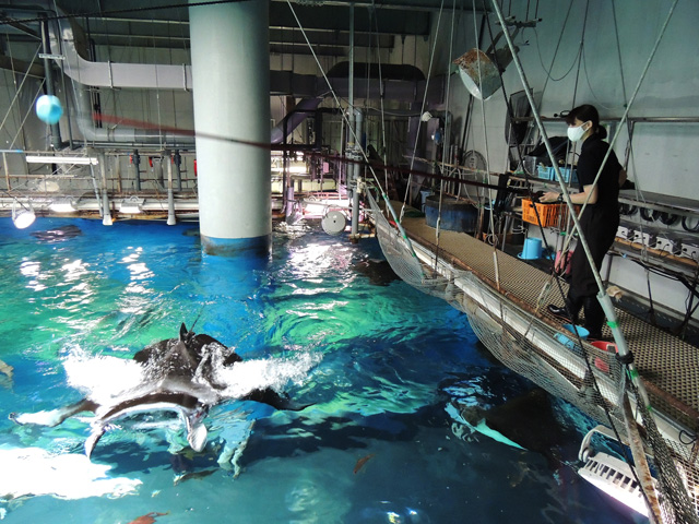 エサが入ったカップに近づいてくるカイトくん/マクセル アクアパーク品川