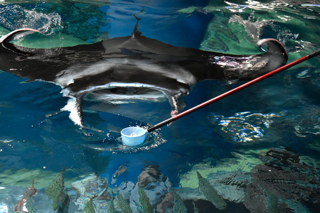 水面のカップにやってくるカイトくん/マクセル アクアパーク品川