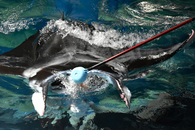 エサをまく様子/マクセル アクアパーク品川