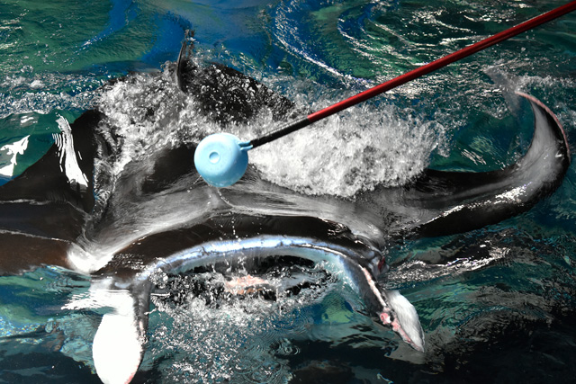 エサをまく様子/マクセル アクアパーク品川