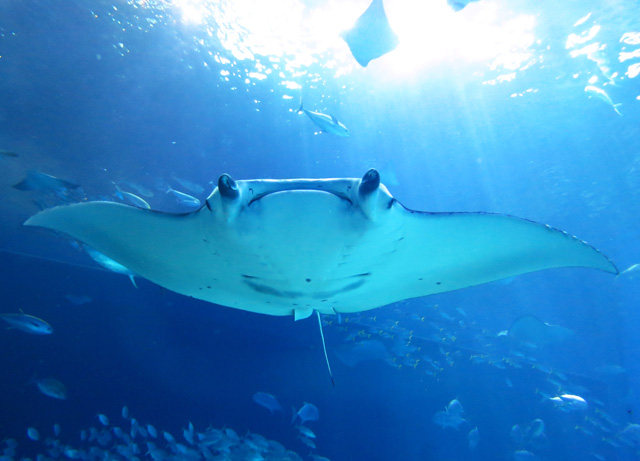 メスのナンヨウマンタ/画像提供：国営沖縄記念公園（海洋博公園）・沖縄美ら海水族館
