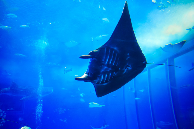 存在感たっぷりの“ブラックマンタ”/画像提供：国営沖縄記念公園（海洋博公園）・沖縄美ら海水族館