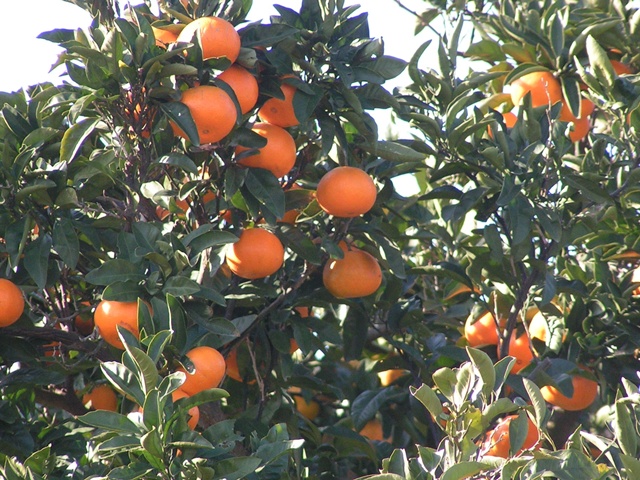 淡路島の秋の味覚&果物狩りスポット4選！みかん狩り・芋掘り・栗拾いなど
