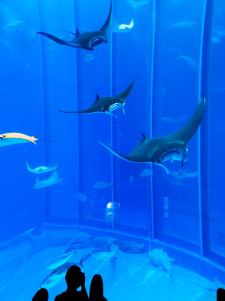 ナンヨウマンタが並ぶように泳ぐ様子/画像提供：国営沖縄記念公園（海洋博公園）・沖縄美ら海水族館