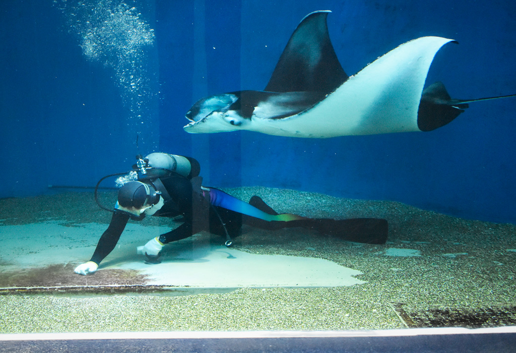 ダイバーさんに大接近するナンヨウマンタ/マクセル アクアパーク品川