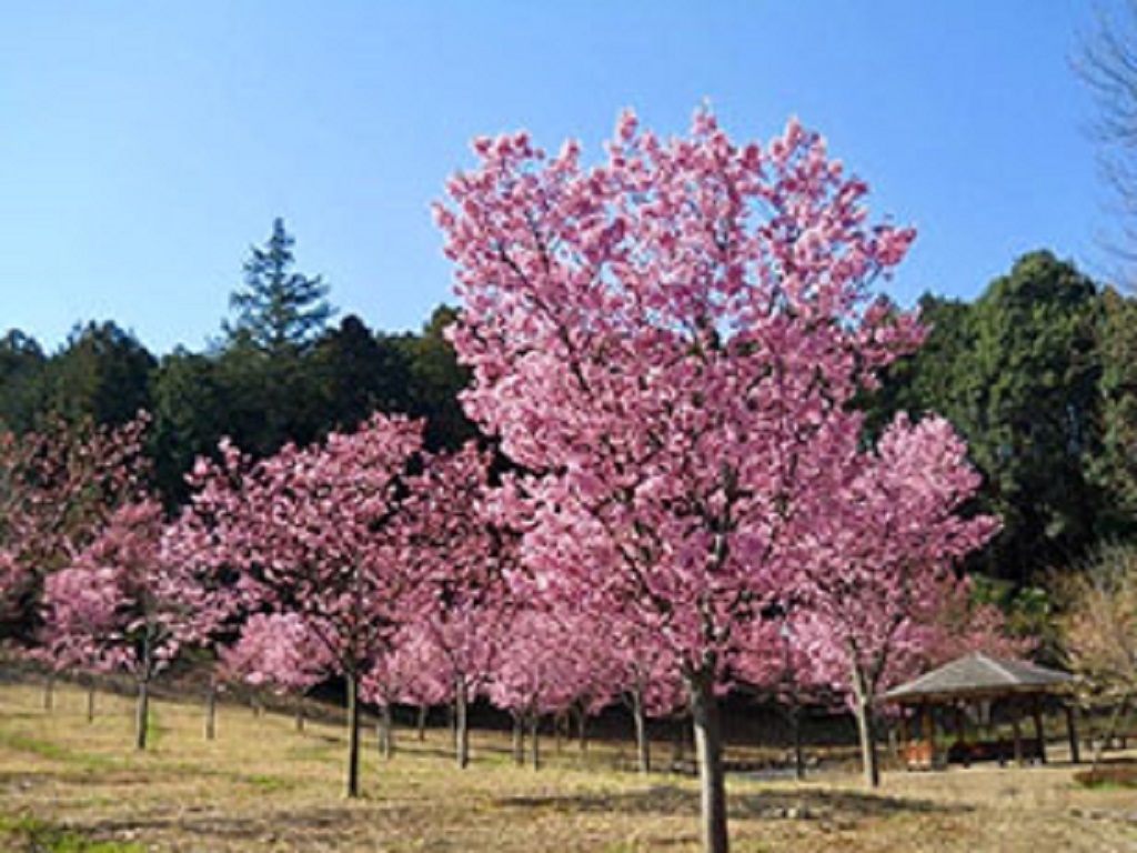 小田原こどもの森公園わんぱくらんど(神奈川県/小田原市)