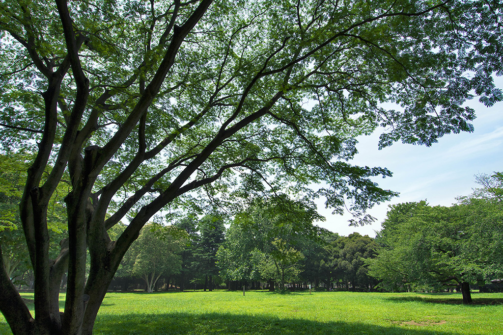 ファミリーパーク/砧公園（東京都/世田谷区）