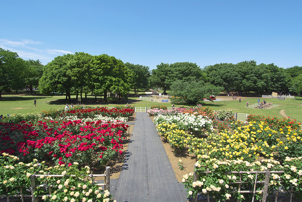 砧公園のバラ園（東京都/世田谷区）