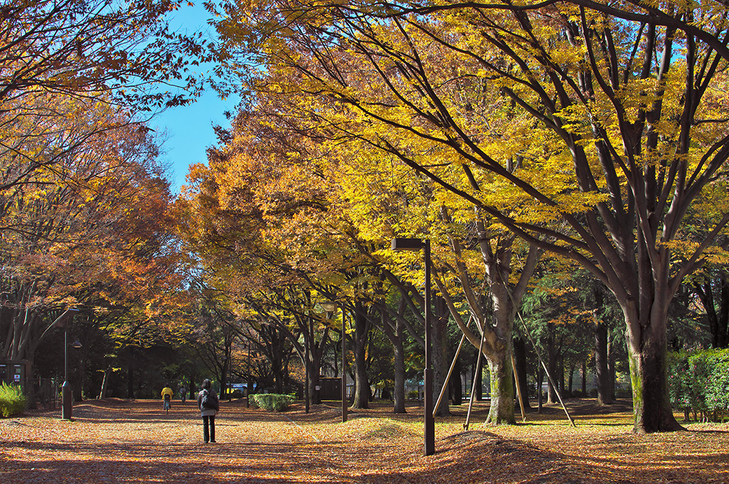砧公園の紅葉（東京都/世田谷区）