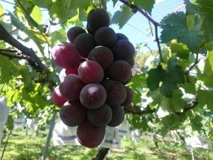 長崎県の秋の味覚&果物狩りスポット3選!ぶどう狩り・梨狩り・栗拾いなど