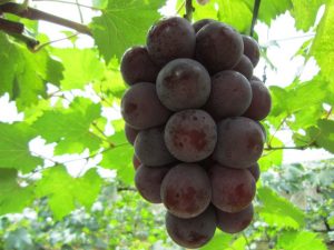 宮崎県・生駒高原周辺の秋の味覚&果物狩りスポット！ぶどう狩り・梨狩りなど