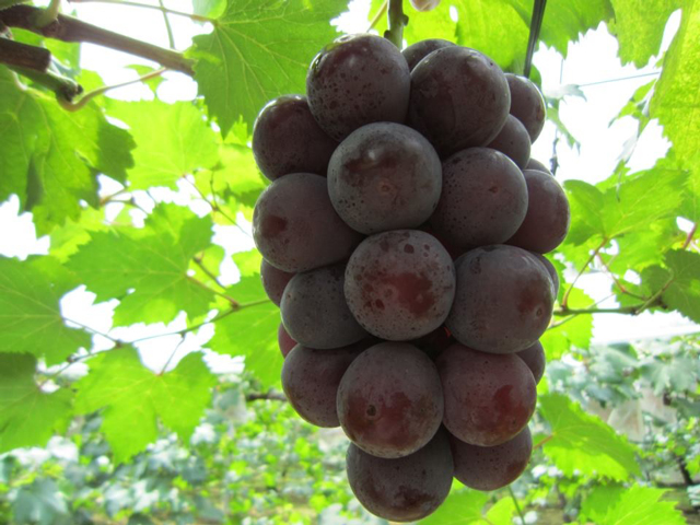 宮崎県・生駒高原周辺の秋の味覚&果物狩りスポット！ぶどう狩り・梨狩りなど