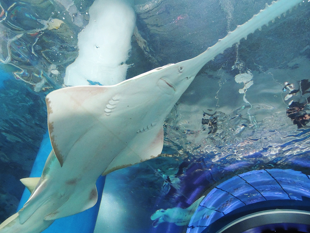 マクセル アクアパーク品川(東京都/港区)