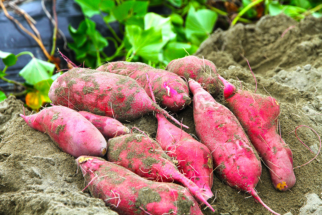 なると金時芋掘り体験/アオアヲ ナルト リゾート(徳島県/鳴門市)