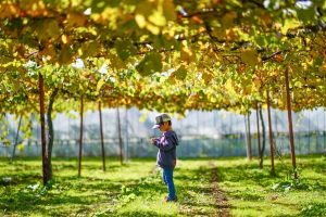 北海道の秋の味覚&果物狩りスポット8選!ぶどう狩り・梨狩り・りんご狩りなど