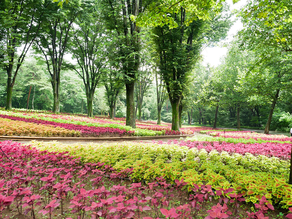 コリウス/国営武蔵丘陵森林公園（埼玉県/滑川町）