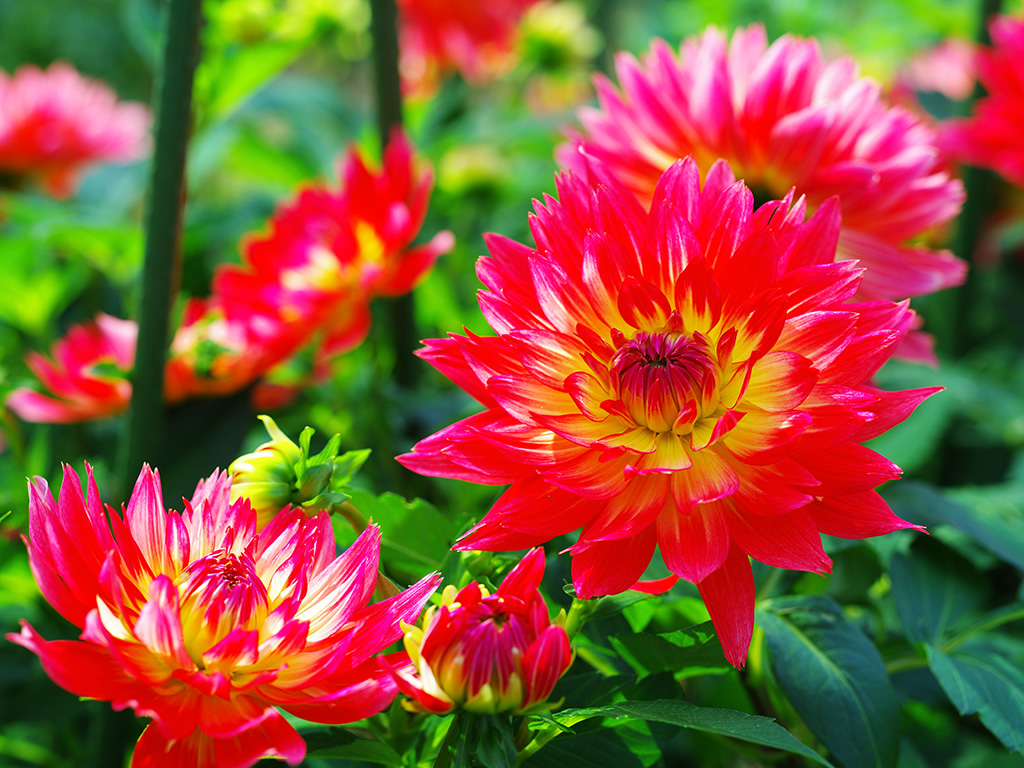 ダリア花園/国営武蔵丘陵森林公園（埼玉県/滑川町）