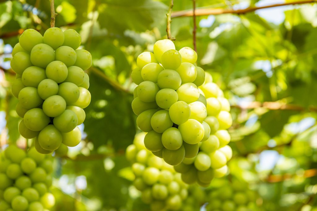 シャインマスカット