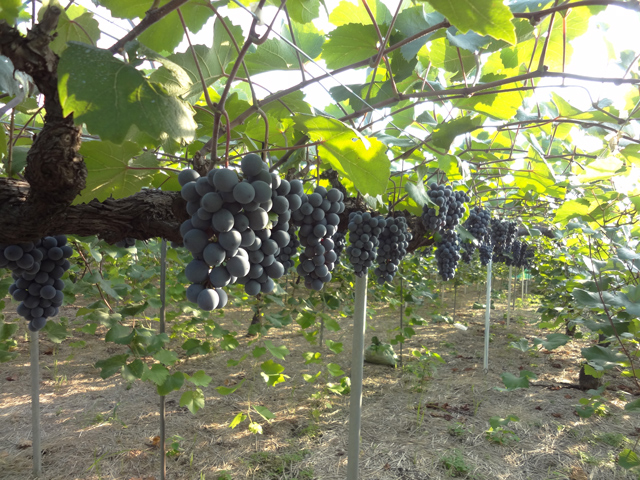 滋賀県の秋の味覚&果物狩りスポット5選！ぶどう狩り・梨狩り・芋掘りなど