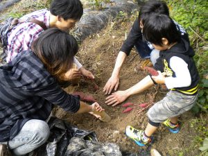 大阪府の秋の味覚&果物狩りスポット12選!ぶどう狩り、みかん狩り、芋掘りなど