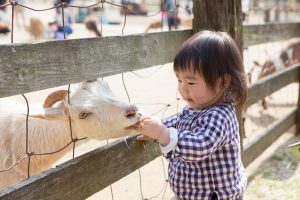 成田ゆめ牧場（千葉県成田市）に親子で行こう！はじめての手づくり体験や動物との触れ合いも