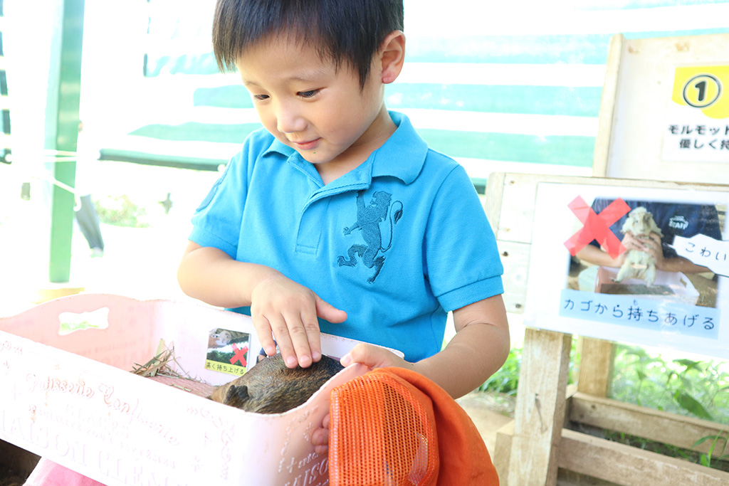 小動物と触れ合う子ども/成田ゆめ牧場（千葉県/成田市