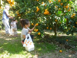 房総(木更津・館山など)の秋の味覚&果物狩りスポット6選!みかん狩りなど