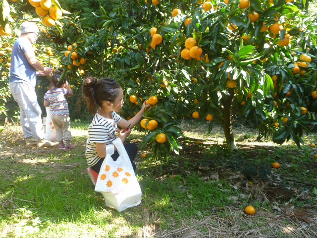 千倉オレンジセンター