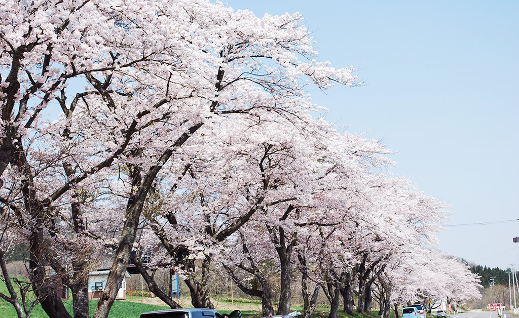 ソメイヨシノの桜並木/やくらいガーデン（宮城県/加美町）