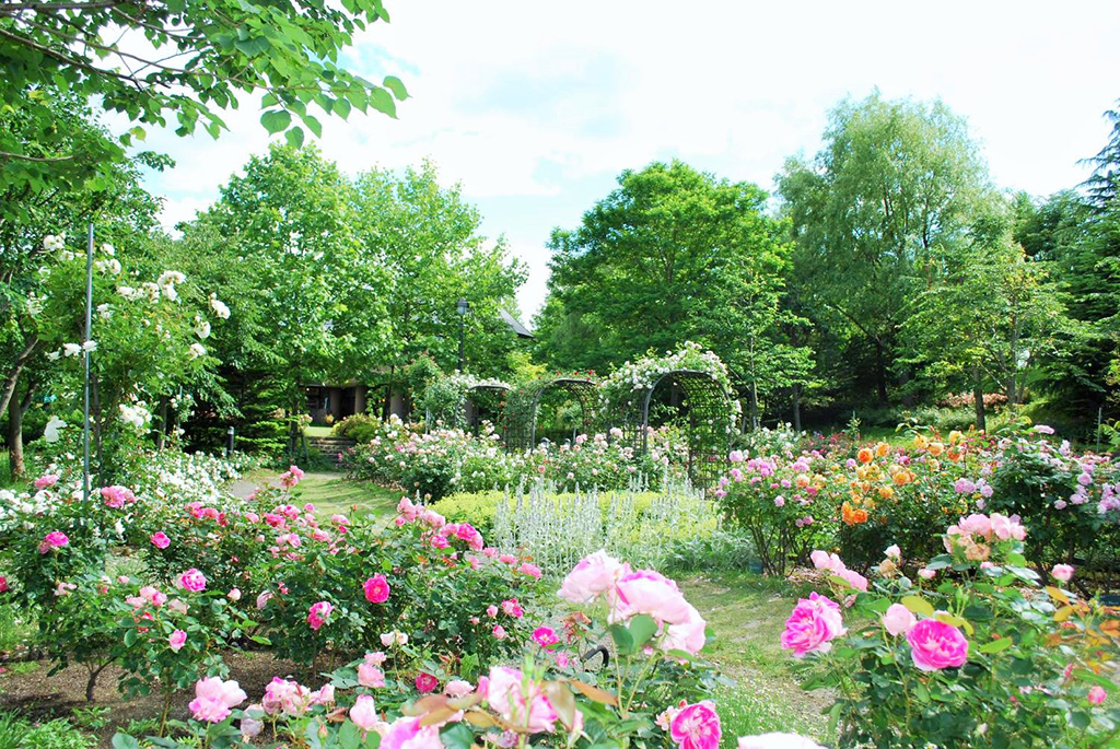 ローズガーデンのバラ/やくらいガーデン（宮城県/加美町）