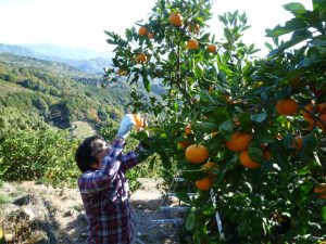 和歌山県の秋の味覚&果物狩りスポット6選!ぶどう狩り・梨狩り・みかん狩りなど