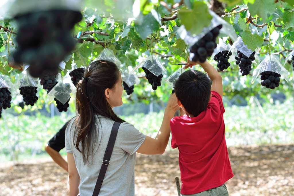 ぶどう狩りのイメージ