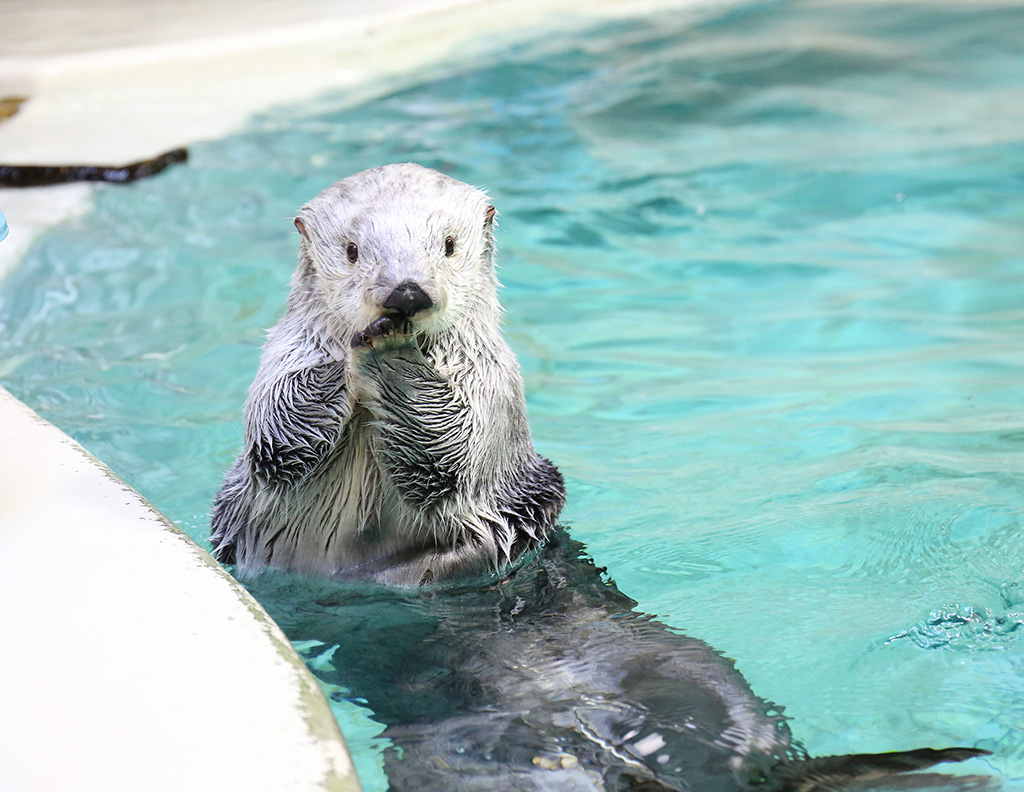 「鳥羽水族館」のラッコ（三重県/鳥羽市）