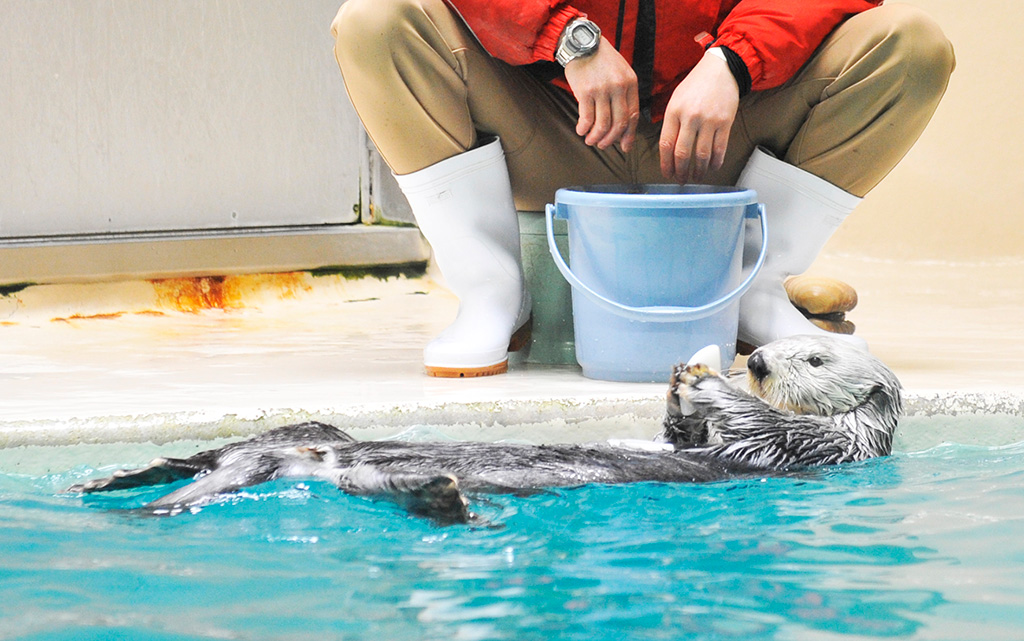 「鳥羽水族館」のラッコ（三重県/鳥羽市）