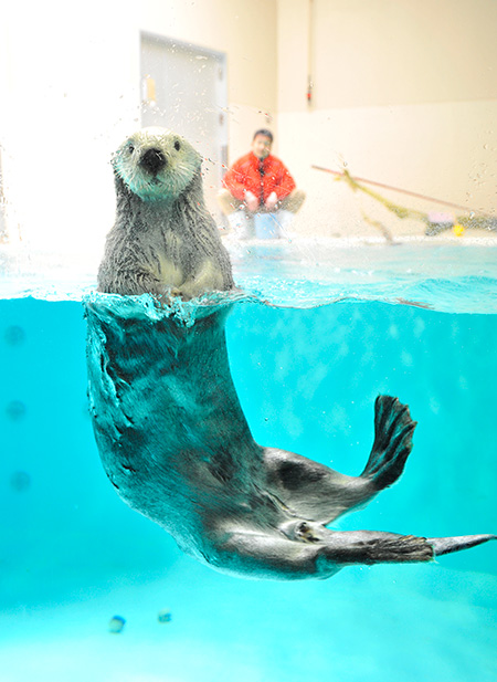 「鳥羽水族館」のラッコ（三重県/鳥羽市）