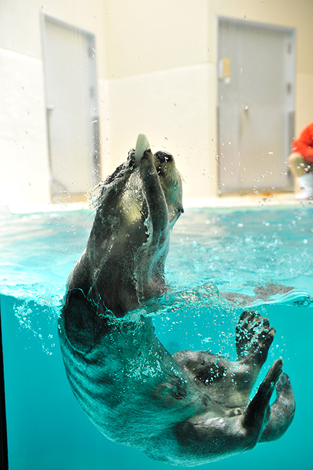 「鳥羽水族館」のラッコ（三重県/鳥羽市）