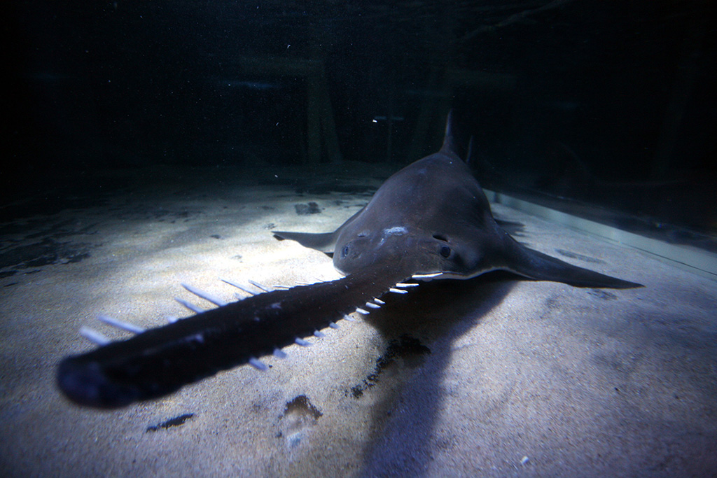 「登別マリンパーク ニクス」のラージトゥースソーフィッシュ(北海道/登別市)