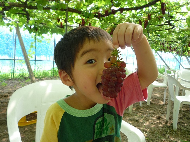 北陸（富山・石川・福井）の秋の果物狩り5選！ぶどう狩り・りんご狩り・みかん狩り