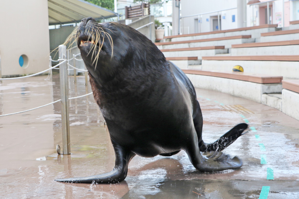 横浜・八景島シーパラダイス(神奈川県)