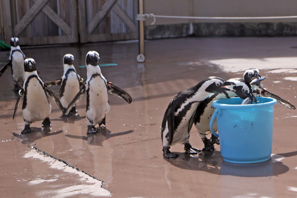 ケープペンギン/横浜・八景島シーパラダイス(神奈川県)