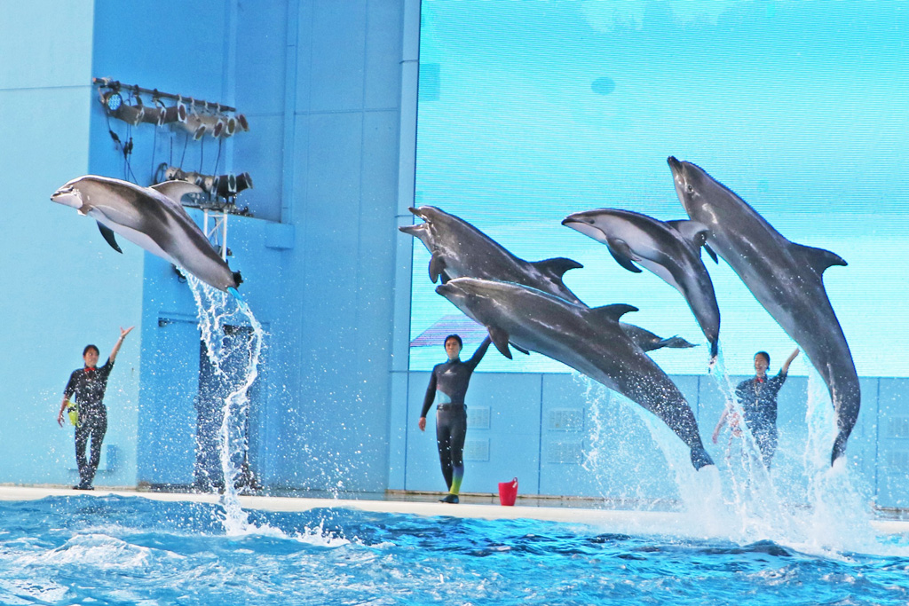 「海の動物たちのショー」/横浜・八景島シーパラダイス(神奈川県)