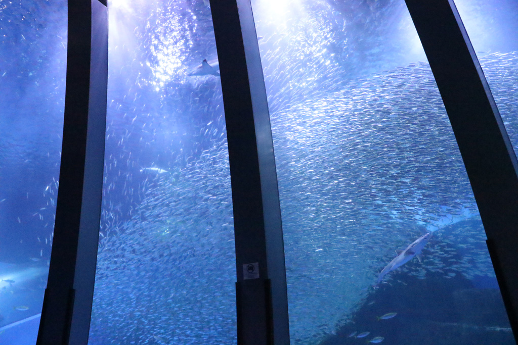 イワシの群泳/横浜・八景島シーパラダイス(神奈川県)
