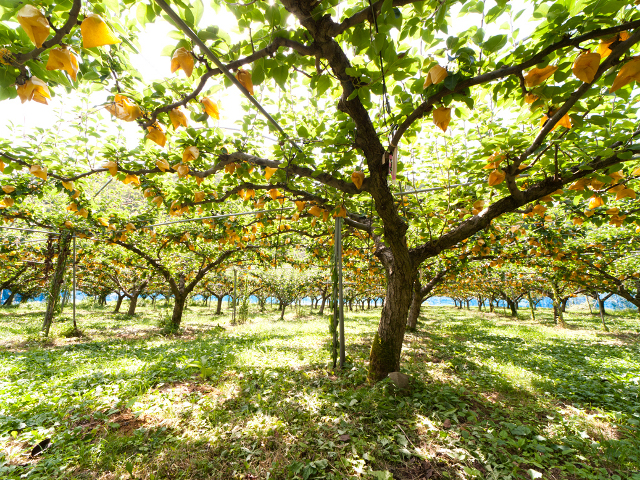 鳥取県の秋の味覚&果物狩りスポット4選！梨狩り・芋掘り・栗拾いなど