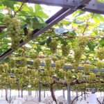 岡山県の秋の味覚&果物狩りスポット7選！ぶどう狩り・栗拾い・芋掘りなど