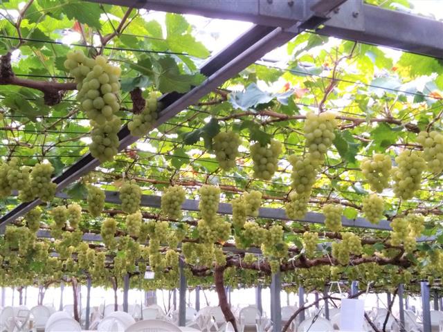 岡山県の秋の味覚&果物狩りスポット7選！ぶどう狩り・栗拾い・芋掘りなど