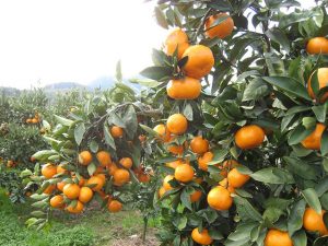 福岡県の秋の味覚&果物狩りスポット11選!ぶどう狩り・みかん狩り・芋掘りなど