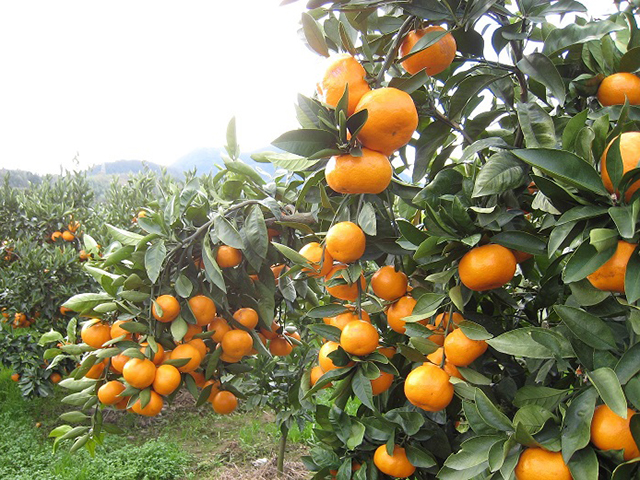 福岡県の秋の味覚&果物狩りスポット11選！ぶどう狩り・みかん狩り・芋掘りなど