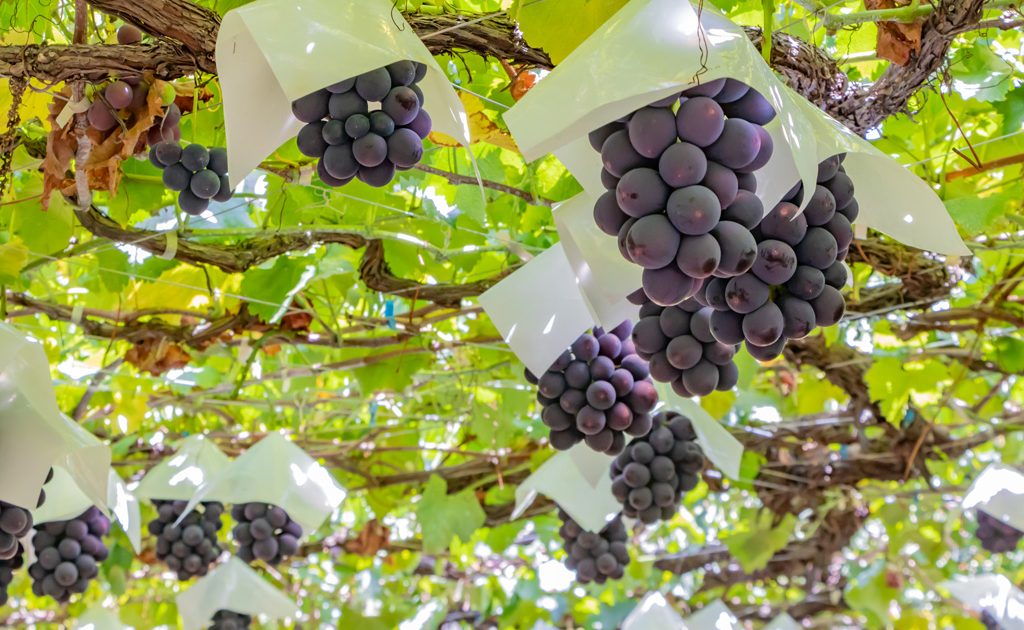 秋田県の秋の味覚&果物狩りスポット5選！ぶどう狩り・梨狩り・りんご